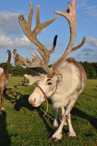 Reindeer